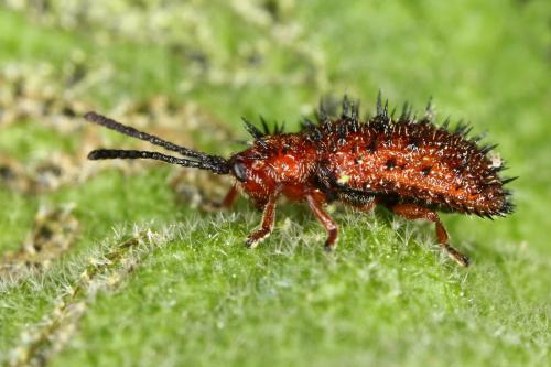 Réf. 311 520 : Dicladispa testacea